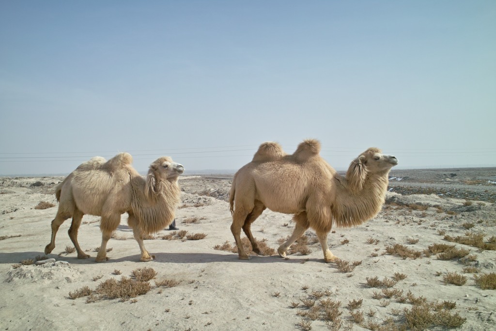 Auf der Seidenstraße nach Yarkand Chinacrossing.de
